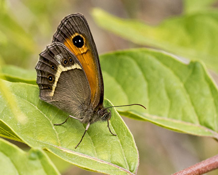 Spansk Buskrandje, Pyronia bathseba. Casa La Ladera, Va'lor, Sierra Nevada, Spanien d. 16 maj 2017. Fotograf; Knud Ellegaard