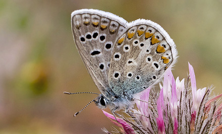 Sydlig Blfugl, Polyommatus celina han. Casa La Ladera, Valor, Sierra Nevada, Spanien d. 16 maj 2017. Fotograf; Knud Ellegaard