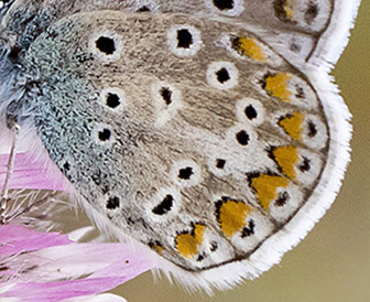 Sydlig Blfugl, Polyommatus celina han. Casa La Ladera, Valor, Sierra Nevada, Spanien d. 16 maj 2017. Fotograf; Knud Ellegaard