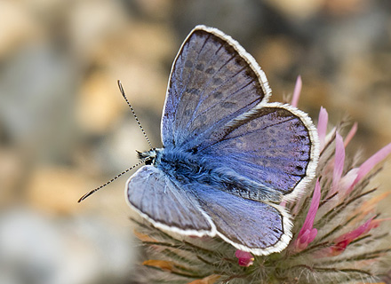 Sydlig Blfugl, Polyommatus celina han. Casa La Ladera, Valor, Sierra Nevada, Spanien d. 16 maj 2017. Fotograf; Knud Ellegaard