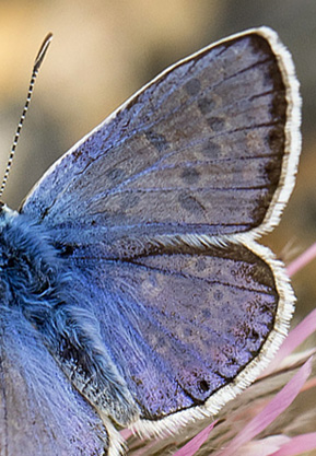 Sydlig Blfugl, Polyommatus celina han. Casa La Ladera, Valor, Sierra Nevada, Spanien d. 16 maj 2017. Fotograf; Knud Ellegaard