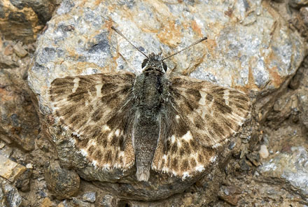 Trebndet Marmorbredpande, Carcharodus baeticus. Casa La Ladera, Valor, Sierra nevada, Spain d. 16maj 2017. Fotograf; Knud Ellegaard