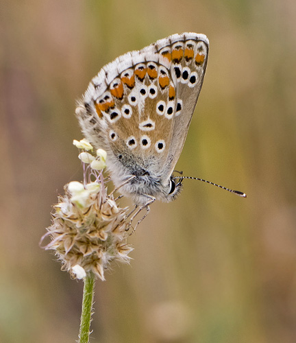 Sydlig Rdplettet Blfugl, Aricia cramera han. Casa La Ladera, Va'lor, Sierra Nevada, Spanien d. 16 may 2017. Fotograf; Knud Ellegaard