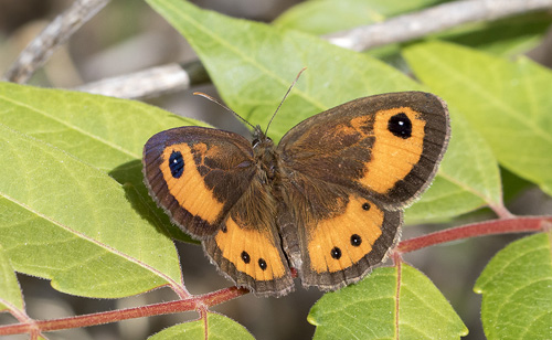 Spansk Buskrandje, Pyronia bathseba. Casa La Ladera, Va'lor, Sierra Nevada, Spanien d. 17 maj 2017. Fotograf; Knud Ellegaard