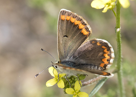 Sydlig Rdplettet Blfugl, Aricia cramera hun. Casa La Ladera, Va'lor, Sierra Nevada, Spanien d. 17 may 2017. Fotograf; Knud Ellegaard