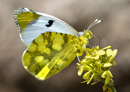 Spanish Sooty Orange Tip, Zegris meridionalis.  Casa La Ladera, Valor, Sierra nevada, Spain d. 17 may 2017. Photographer; Knud Ellegaard   