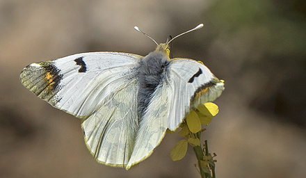 Spanish Sooty Orange Tip, Zegris meridionalis.  Casa La Ladera, Valor, Sierra nevada, Spain d. 17 may 2017. Photographer; Knud Ellegaard   