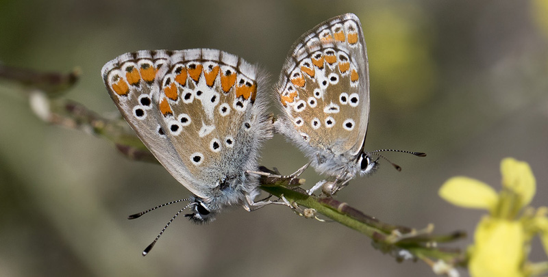 Sydlig Rdplettet Blfugl, Aricia cramera parring. Casa La Ladera, Va'lor, Sierra Nevada, Spanien d. 17 may 2017. Fotograf; Knud Ellegaard