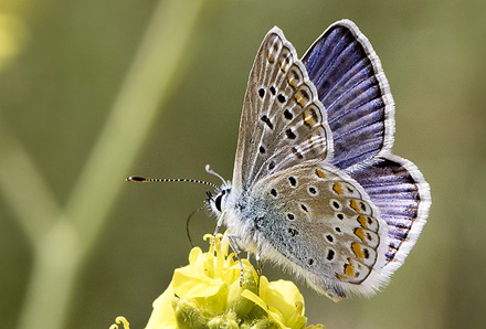 Sydlig Blfugl, Polyommatus celina han. Casa La Ladera, Valor, Sierra Nevada, Spanien d. 17 maj 2017. Fotograf; Knud Ellegaard