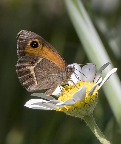 Spansk Buskrandje, Pyronia bathseba. Casa La Ladera, Va'lor, Sierra Nevada, Spanien d. 18 maj 2017. Fotograf; Knud Ellegaard