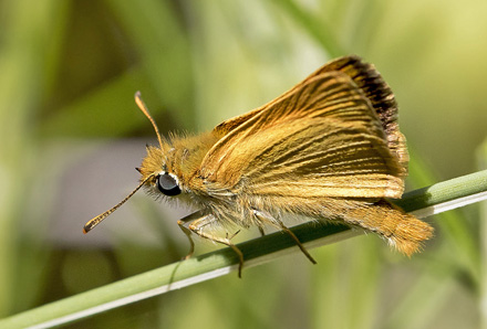Mørk Skråstregbredpande, Thymelicus acteon han. Casa La Ladera, Va'lor, Sierra Nevada, Spain d. 18 maj 2017. Fotograf; Knud Ellegaard
