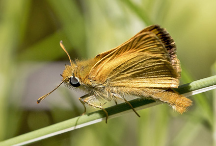 Mrk Skrstregbredpande, Thymelicus acteon han. Casa La Ladera, Va'lor, Sierra Nevada, Spain d. 18 maj 2017. Fotograf; Knud Ellegaard