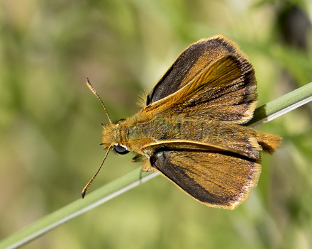 Mrk Skrstregbredpande, Thymelicus acteon han. Casa La Ladera, Va'lor, Sierra Nevada, Spain d. 18 maj 2017. Fotograf; Knud Ellegaard