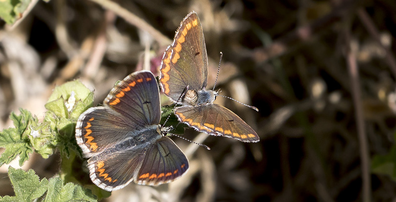 Sydlig Rdplettet Blfugl, Aricia cramera parring adfrd. Casa La Ladera, Va'lor, Sierra Nevada, Spanien d. 18 may 2017. Fotograf; Knud Ellegaard