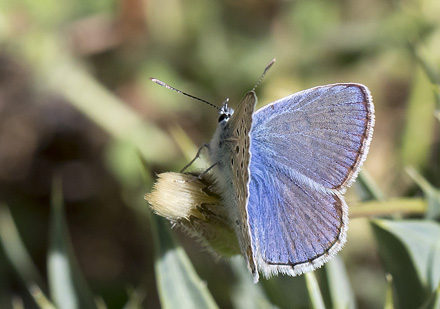 Sydlig Blfugl, Polyommatus celina han. Casa La Ladera, Valor, Sierra Nevada, Spanien d. 19 maj 2017. Fotograf; Knud Ellegaard