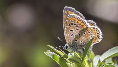 Sydlig Blfugl, Polyommatus celina hun. Casa La Ladera, Valor, Sierra Nevada, Spanien d. 19 maj 2017. Fotograf; Knud Ellegaard