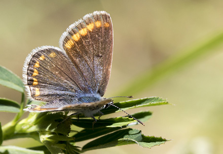 Sydlig Blfugl, Polyommatus celina hun. Casa La Ladera, Valor, Sierra Nevada, Spanien d. 19 maj 2017. Fotograf; Knud Ellegaard