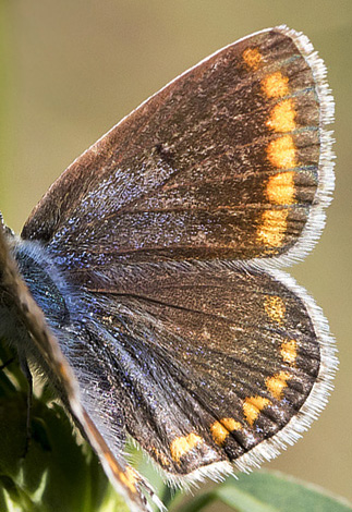 Sydlig Blfugl, Polyommatus celina hun. Casa La Ladera, Valor, Sierra Nevada, Spanien d. 19 maj 2017. Fotograf; Knud Ellegaard