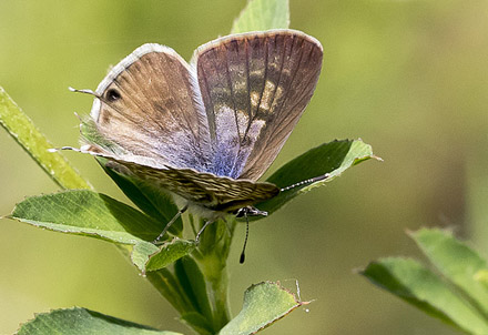 Lille Vandreblåfugl, Leptotes pirithous. Casa La Ladera, Va'lor, Sierra Nevada, Spanien d. 19 maj 2017. Fotograf; Knud Ellegaard