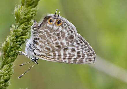 Lille Vandreblåfugl, Leptotes pirithous. Casa La Ladera, Va'lor, Sierra Nevada, Spanien d. 19 maj 2017. Fotograf; Knud Ellegaard