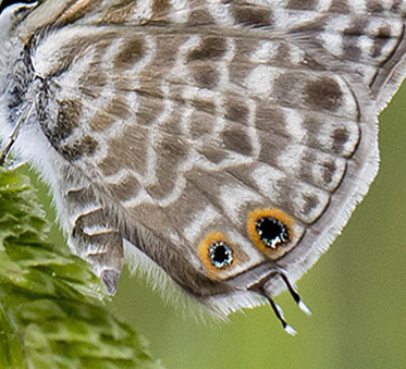 Lille Vandreblåfugl, Leptotes pirithous. Casa La Ladera, Va'lor, Sierra Nevada, Spanien d. 19 maj 2017. Fotograf; Knud Ellegaard