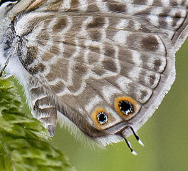 Lille Vandreblfugl, Leptotes pirithous. Casa La Ladera, Va'lor, Sierra Nevada, Spanien d. 19 maj 2017. Fotograf; Knud Ellegaard