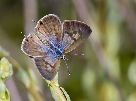 Lille Vandreblåfugl, Leptotes pirithous. Casa La Ladera, Va'lor, Sierra Nevada, Spanien d. 19 maj 2017. Fotograf; Knud Ellegaard