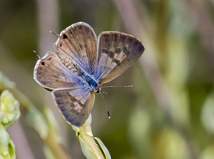 Lille Vandreblfugl, Leptotes pirithous. Casa La Ladera, Va'lor, Sierra Nevada, Spanien d. 19 maj 2017. Fotograf; Knud Ellegaard