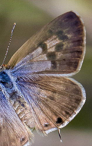 Lille Vandreblåfugl, Leptotes pirithous. Casa La Ladera, Va'lor, Sierra Nevada, Spanien d. 19 maj 2017. Fotograf; Knud Ellegaard