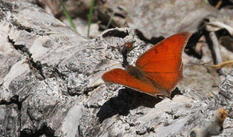 Goatweed Leafwing, Anaea andria (Scudder, 1875). Colorado, USA d. 6 april 2017. Photographer; Erling Krabbe