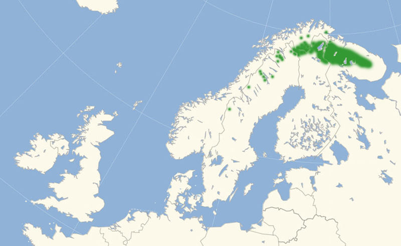 Nordlig Mosebjergrandje Nordeuropisk udbredelseskort lavet af Lars Andersen oktober 2017