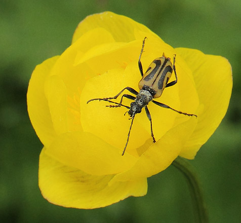 Strre frgeteckenbock, Brachyta interrogationis. Bastuknappen & Uggelheden, Vrmland, Sverige d. 17 juni 2017. Fotograf; Lars Andersen