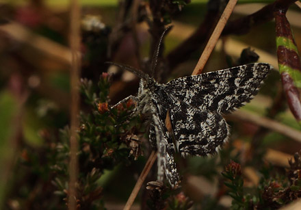 Melberrismåler, Macaria carbonaria. Fageråsmossen, Nyed, Värmland, Sverige d. 19 maj 2017. Fotograf; Lars Andersen