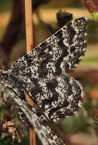 Melberrismåler, Macaria carbonaria. Fageråsmossen, Nyed, Värmland, Sverige d. 19 maj 2017. Fotograf; Lars Andersen