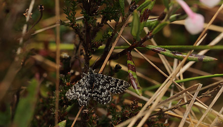 Melberrismåler, Macaria carbonaria. Fageråsmossen, Nyed, Värmland, Sverige d. 19 maj 2017. Fotograf; Lars Andersen