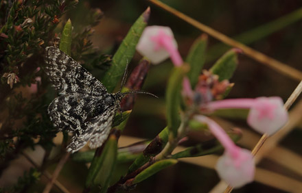 Melberrismåler, Macaria carbonaria. Fageråsmossen, Nyed, Värmland, Sverige d. 19 maj 2017. Fotograf; Lars Andersen