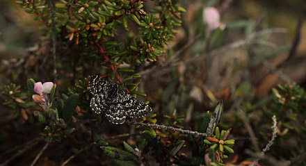 Melberrismåler, Macaria carbonaria. Fageråsmossen, Nyed, Värmland, Sverige d. 19 maj 2017. Fotograf; Lars Andersen