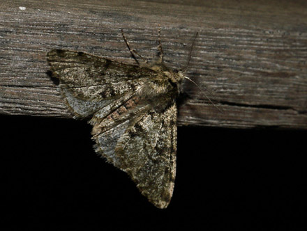 Fjermålere, Phigalia pilosaria han. Hakefors, Småland, Sverige d. 4 marts 2017. Fotograf; Lars Andersen