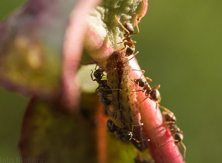 Stenurtblåfugl, Scolitantides orion æg og larve med myrer. Halden, Østfold, Norge d. 3 juli 2017. Fotograf: Arne Ileby Uleberg