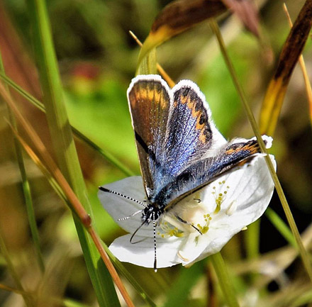 Idasblåvinge, Plebejus idas hun. Valdres 950 m., Oppland, Norge d. 8 august 2017. Fotograf; Gerd Elisabeth Grini