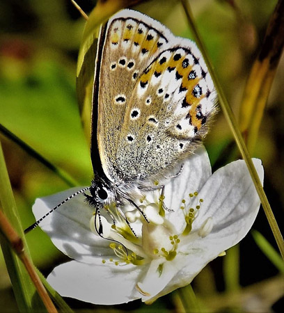 Idasblåvinge, Plebejus idas hun. Valdres 950 m., Oppland, Norge d. 8 august 2017. Fotograf; Gerd Elisabeth Grini