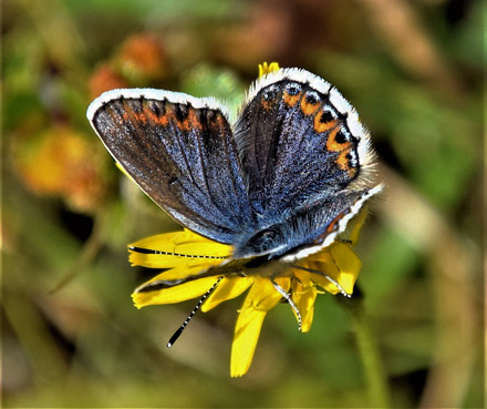 Idasblåvinge, Plebejus idas hun. Valdres 950 m., Oppland, Norge d. 8 august 2017. Fotograf; Gerd Elisabeth Grini