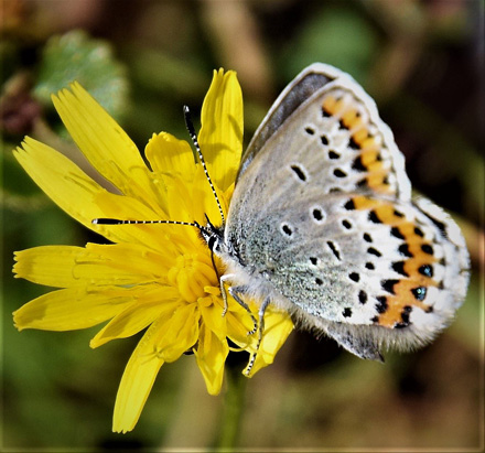 Idasblåvinge, Plebejus idas hun. Valdres 950 m., Oppland, Norge d. 8 august 2017. Fotograf; Gerd Elisabeth Grini