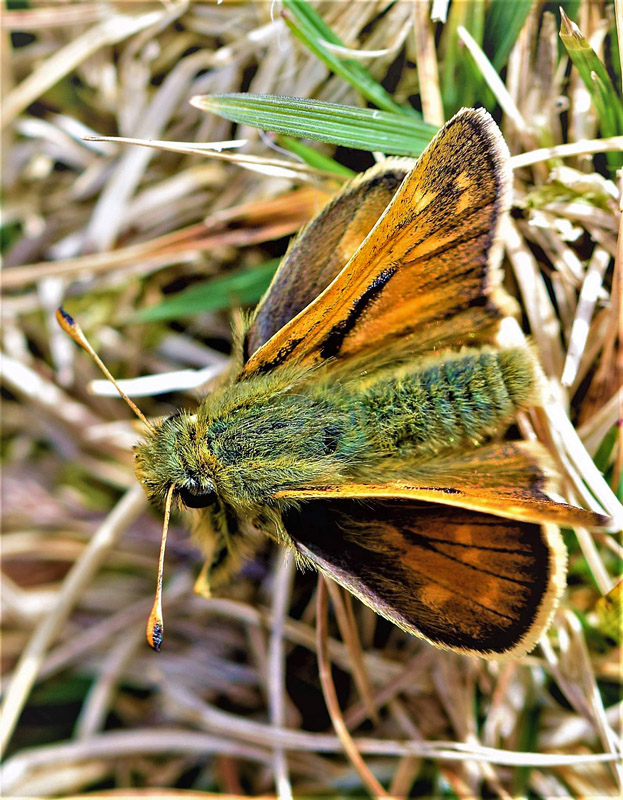 Arktisk Kommabredpande, Hesperia comma ssp.: catena. Flten, Oppland, Norge d. 16 september 2017. Fotograf; Gerd Elisabeth Grini