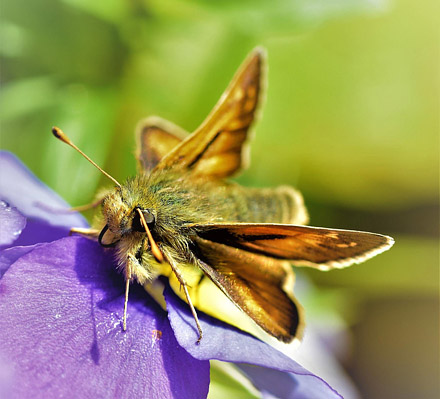 Arktisk Kommabredpande, Hesperia comma ssp.: catena. Flten, Oppland, Norge d. 16 september 2017. Fotograf; Gerd Elisabeth Grini