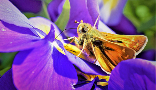 Arktisk Kommabredpande, Hesperia comma ssp.: catena. Flten, Oppland, Norge d. 16 september 2017. Fotograf; Gerd Elisabeth Grini