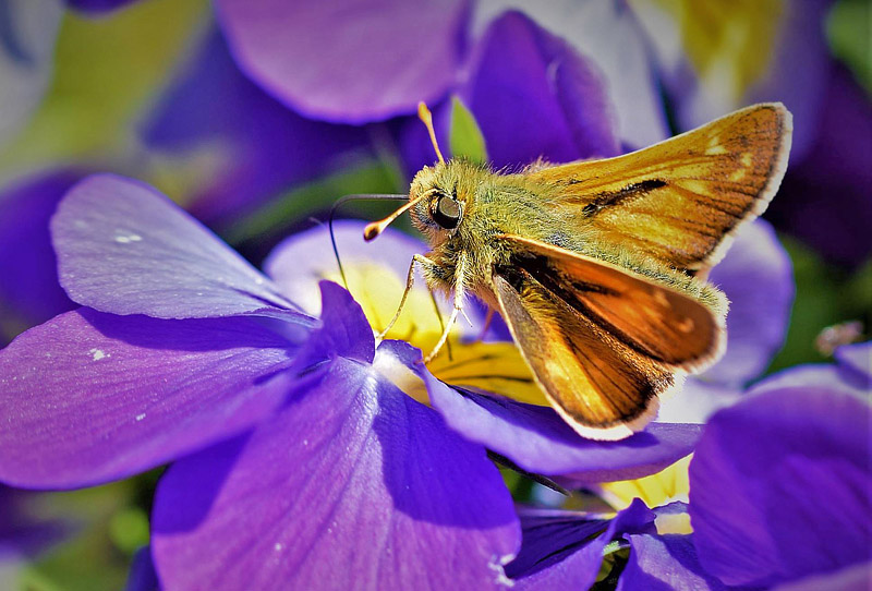 Arktisk Kommabredpande, Hesperia comma ssp.: catena. Flten, Oppland, Norge d. 16 september 2017. Fotograf; Gerd Elisabeth Grini