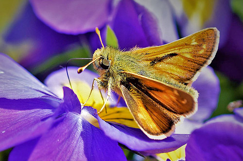 Arktisk Kommabredpande, Hesperia comma ssp.: catena. Flten, Oppland, Norge d. 16 september 2017. Fotograf; Gerd Elisabeth Grini