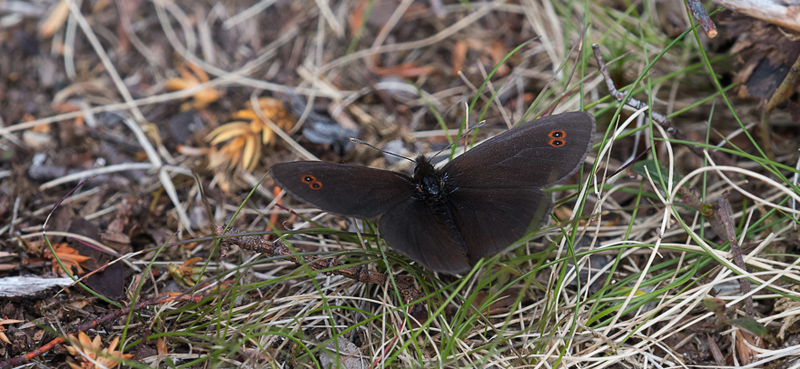 Polarringvinge, Erebia polaris. Sommernes, Kfjord, Finmarken, Norge d. 20 juni 2017. Fotograf; Arne Ileby Uleberg