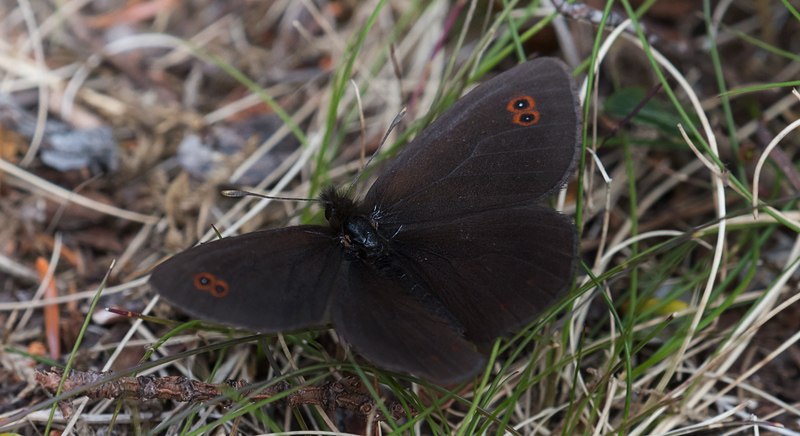 Polarringvinge, Erebia polaris. Sommernes, Kfjord, Finmarken, Norge d. 20 juni 2017. Fotograf; Arne Ileby Uleberg